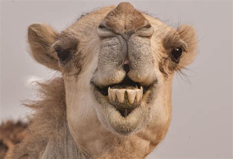 funny camel images